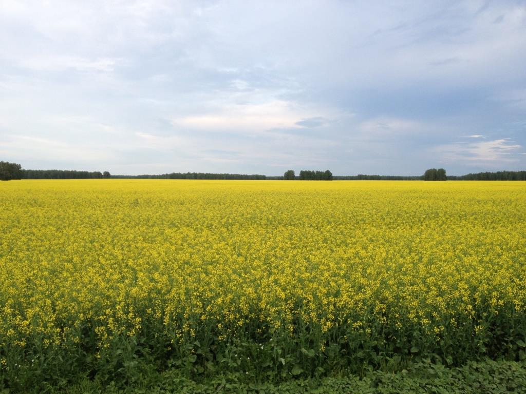 Рапс – перспективная культура для регионов Западной Сибири.