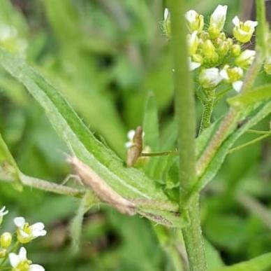 Капустная моль (Plutellamaculipcnnis).