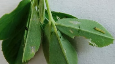 Луговой мотылек (отрождение гусениц). Луговой мотылек (отрождение гусениц).
